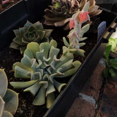 Echeveria Runyonii var. Topsy Turvy