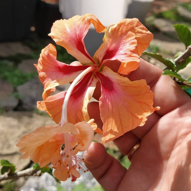 Plant image Hibiscus rosa-sinensis 'El Capitolio Sport'