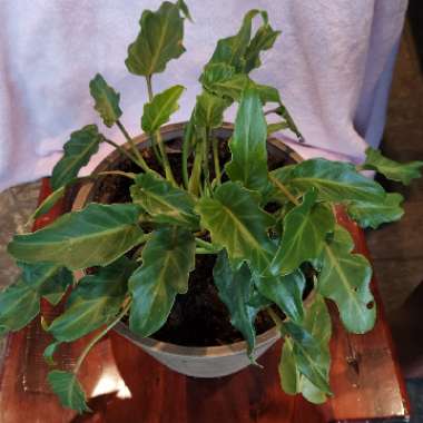 Thaumatophyllum xanadu syn. Philodendron xanadu, Philodendron 'Xanadu', Philodendron 'Winterbourn'