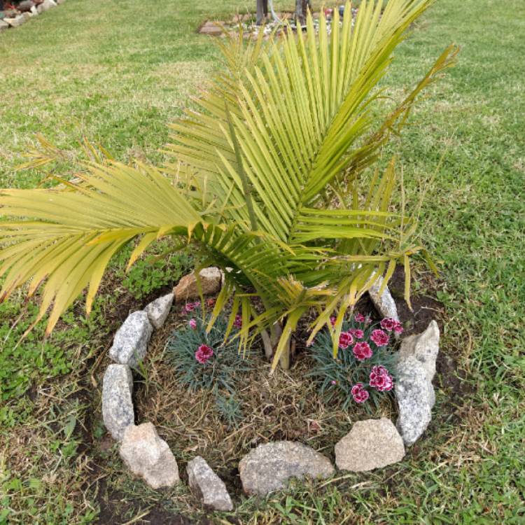 plant image 1258946