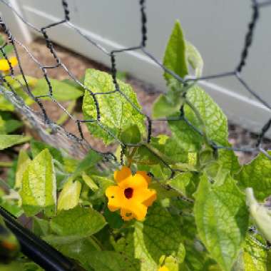 Thunbergia alata