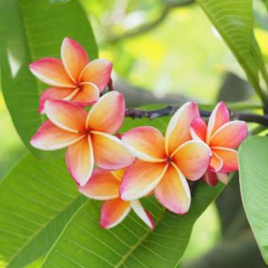 Frangipani 'Sorbet Ripple'