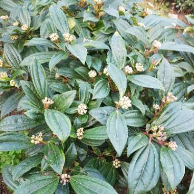 Viburnum davidii