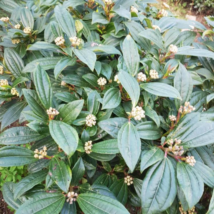 Plant image Viburnum davidii