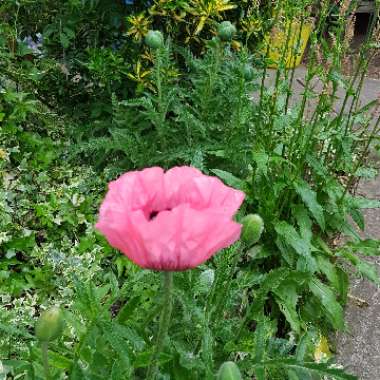 Papaver dubium subsp. lecoqui var. 'albiflorum'