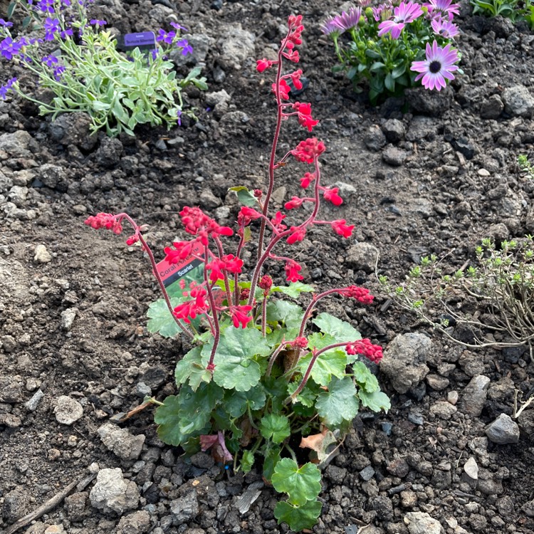 Plant image Heuchera 'Coral Forest'