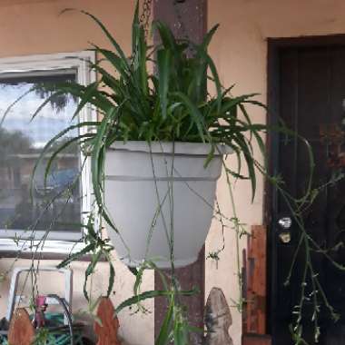 Spider Plant 'Bonnie'