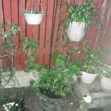 Ora's garden