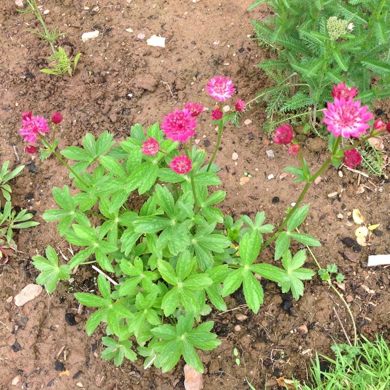 plant image 130222