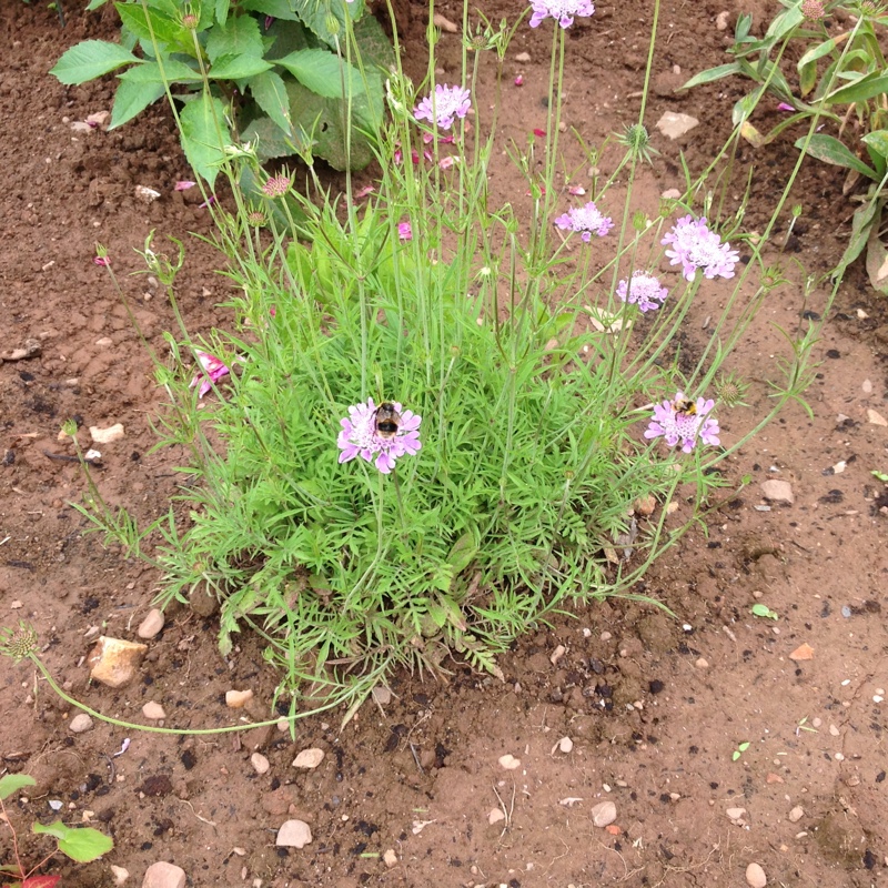 Plant image Knautia arvensis