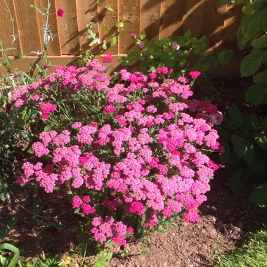 Yarrow 'Rosea'