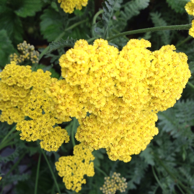 Plant image Achillea millefolium