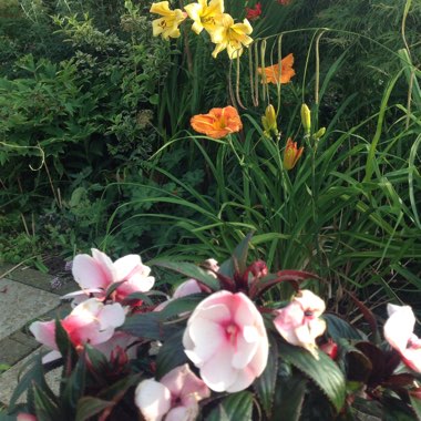 Joan's garden