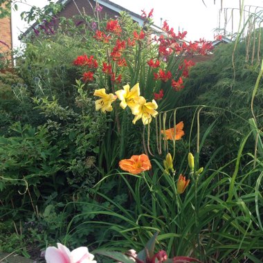 Joan's garden