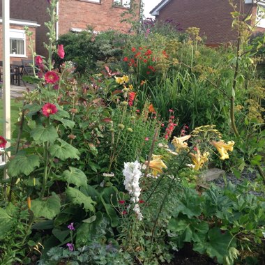 Joan's garden