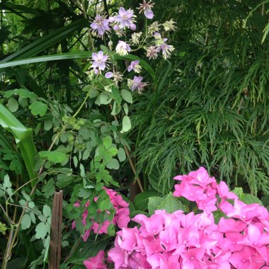 Joan's garden