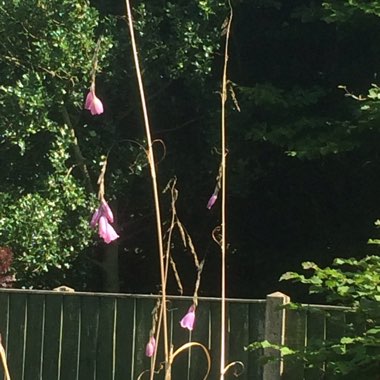 Joan's garden