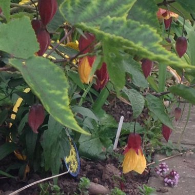 Joan's garden