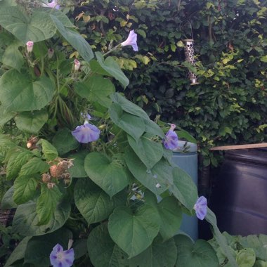 Morning Glory 'Flying Saucers Mixed'