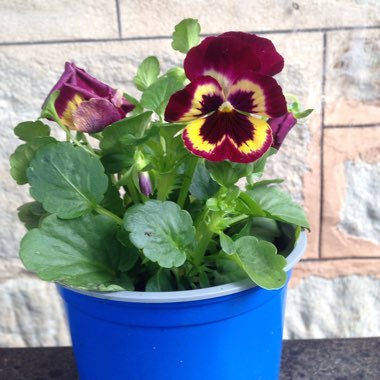 Viola x wittrockiana