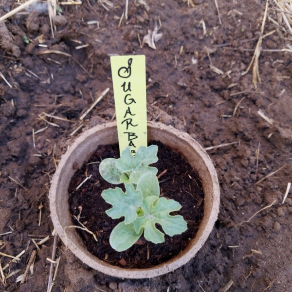 Plant image Citrullus Lanatus 'Sugar Baby'