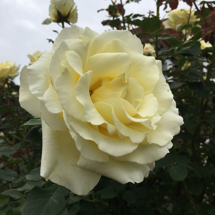 Plant image Rosa 'Golden Showers'