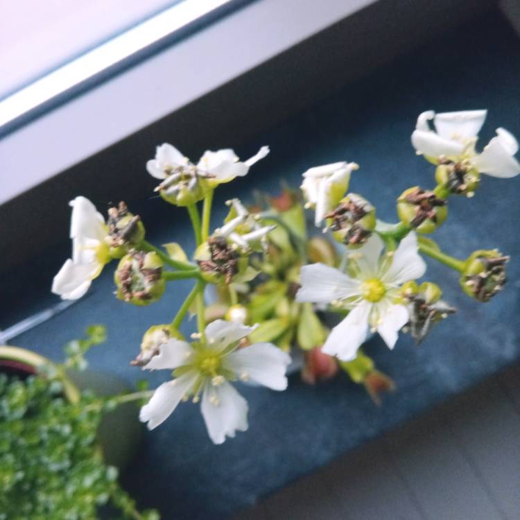 plant image 1288005 plant image 1288005