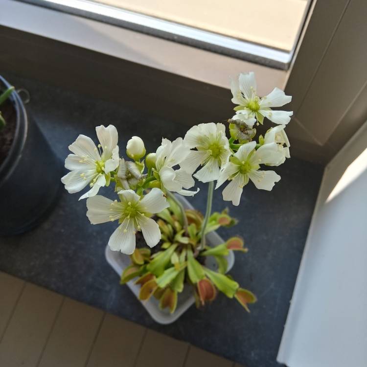 plant image 1288175 plant image 1288175