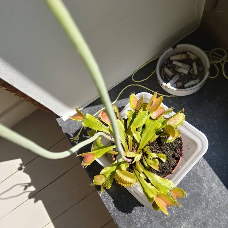 plant image 1288713 plant image 1288713