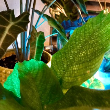 Calathea Musaica
