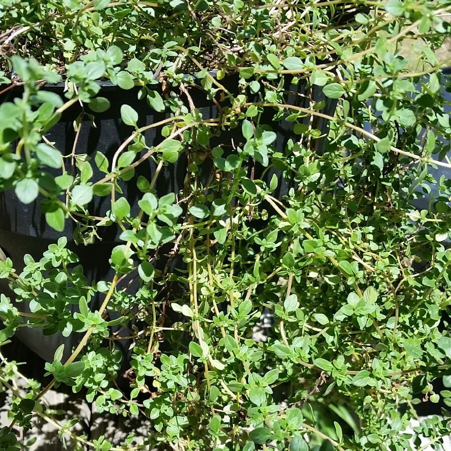 Plant image Thymus Citriodorus