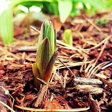 Tisha's garden
