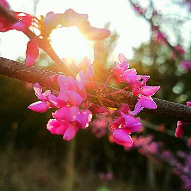 Chinese Redbud