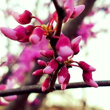 Chinese Redbud
