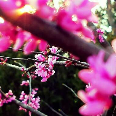 Chinese Redbud