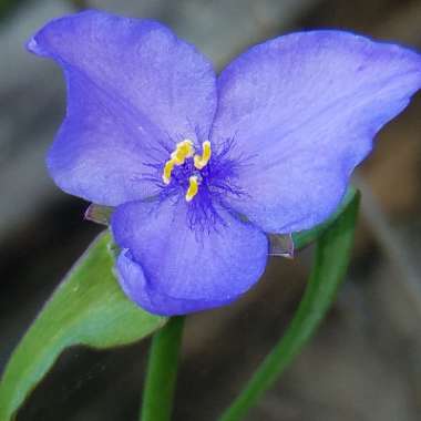 Spiderwort