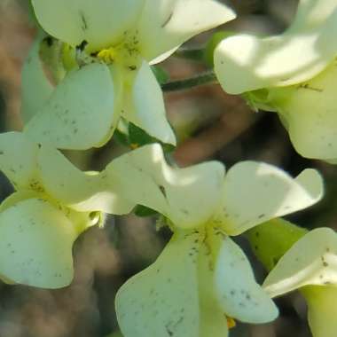 Blue False Indigo