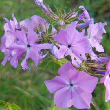 Phlox