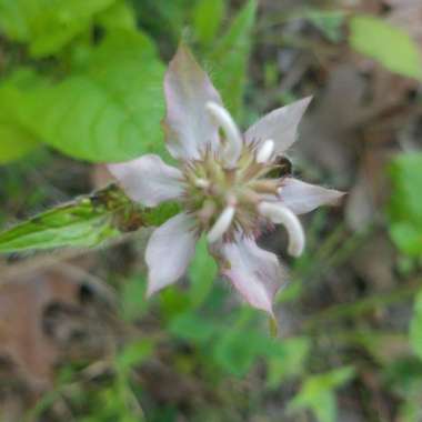 Bergamot 'Leading Lady Lilac'