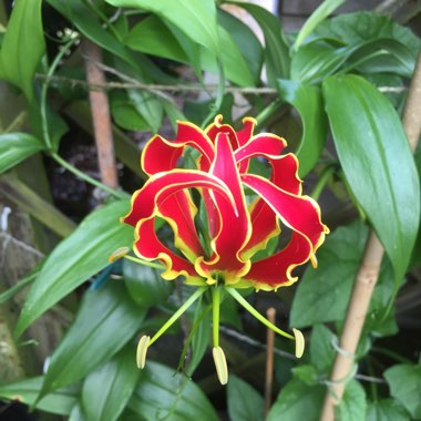 Keith's garden