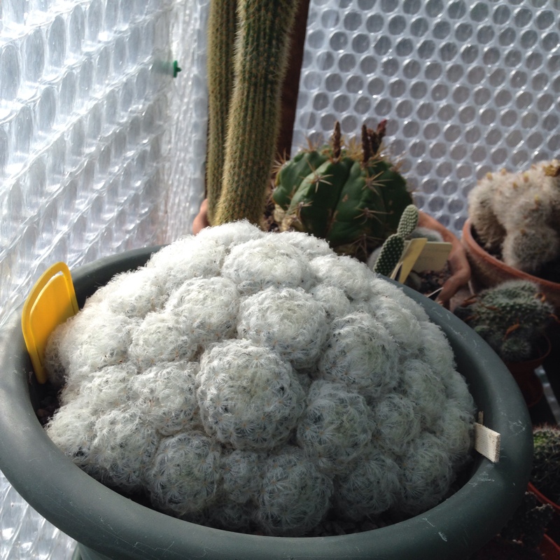 plant image 3160