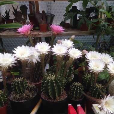 Echinopsis 'Paramount'