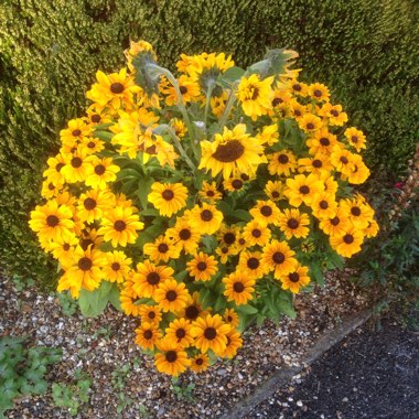 Keith's garden