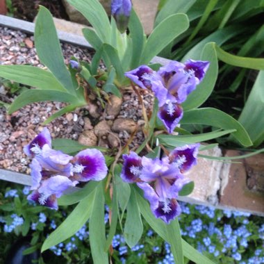 Keith's garden