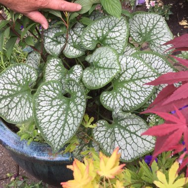 Keith's garden