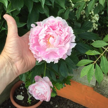 Keith's garden