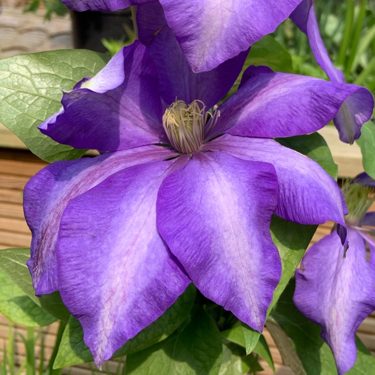 Plant image Clematis 'Daniel Deronda'