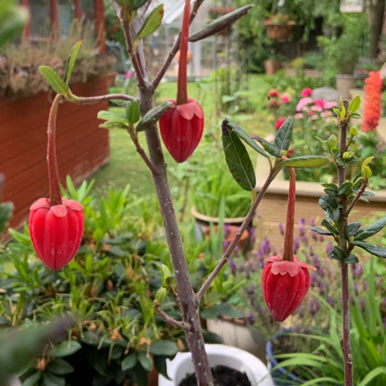 Plant image Crinodendron hookerianum syn. Tricuspidaria hookerianum