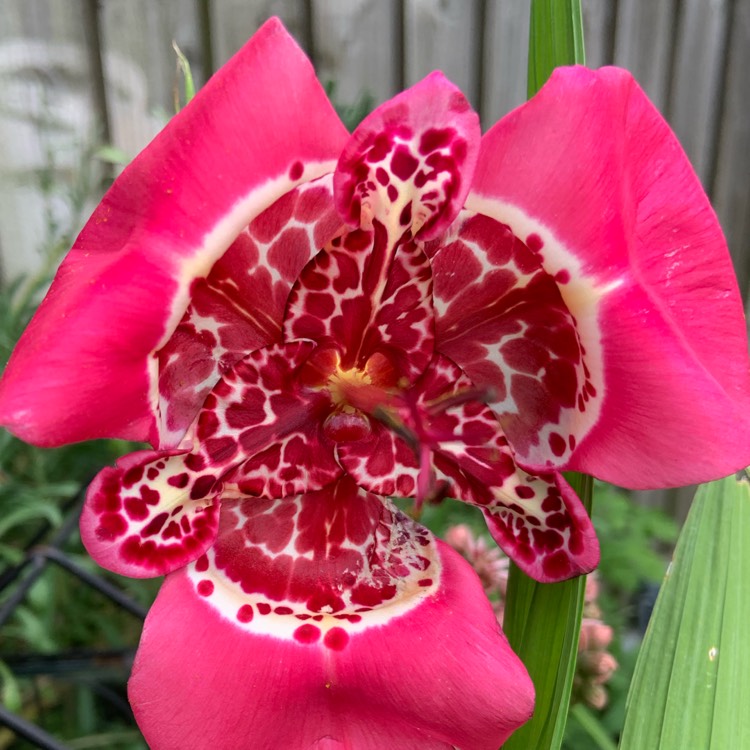 Plant image Tigridia pavonia