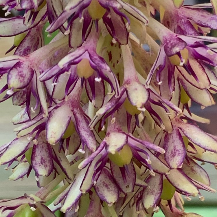 Plant image Eucomis